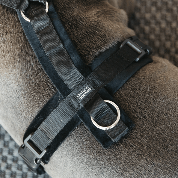 Hundegeschirr Aktiv Velvet Samt