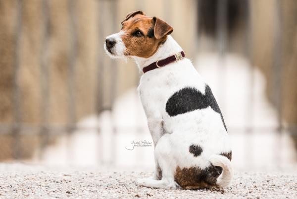 Hundehalsband Corduroy Halsband