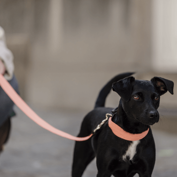 Hundehalsband Jacquard