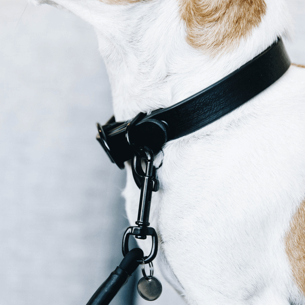 Hundehalsband Soft Rubber Gummi