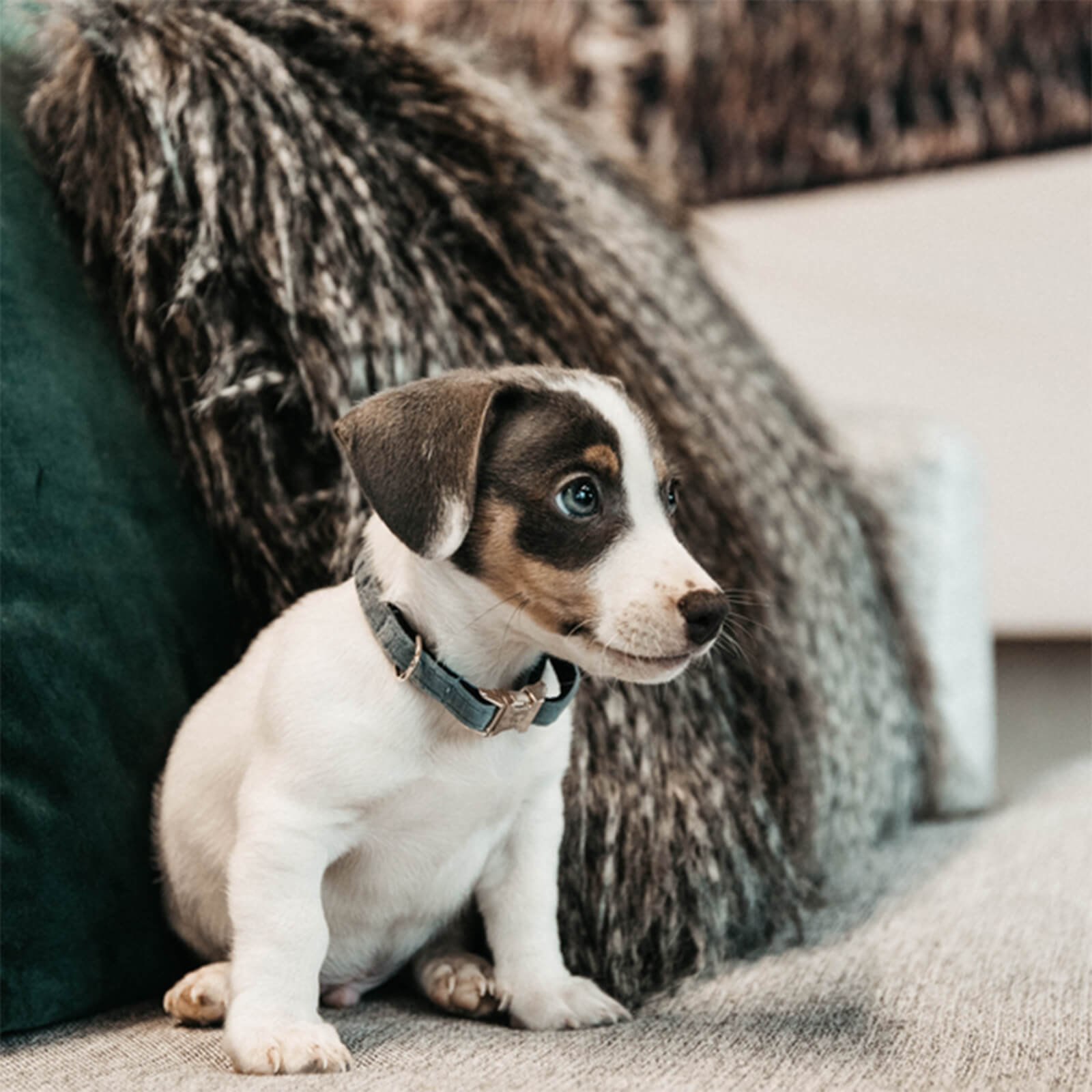 Hundehalsband Velvet Halsband