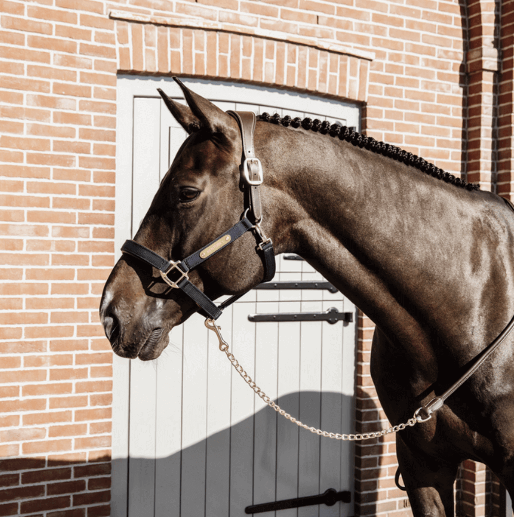 Kentucky Horsewear Führkette Leather Chain Lederleine, Schwarz, am Pferd geführt.