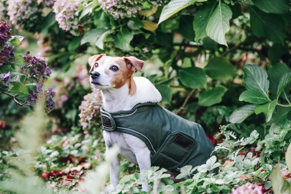Hundemantel Waterproof Hundejacke