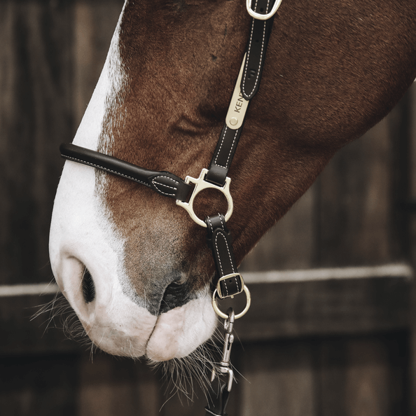 Stallhalfter Leder
