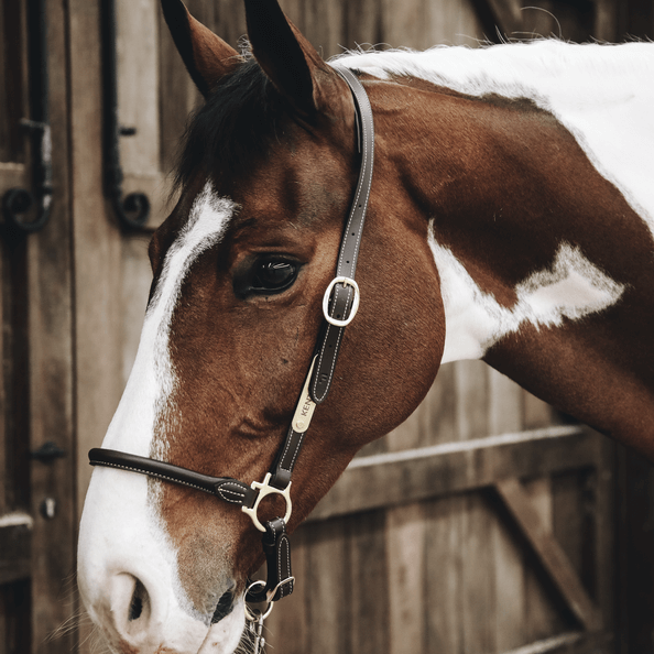 Stallhalfter Leder
