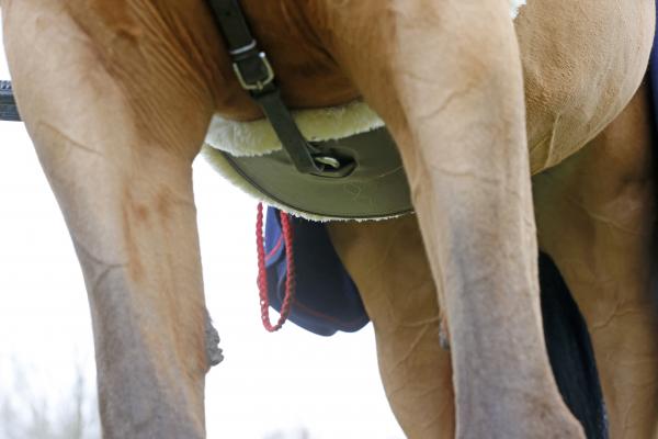 Stollengurt mit Lammfell Sattelgurt Lammfellgurt