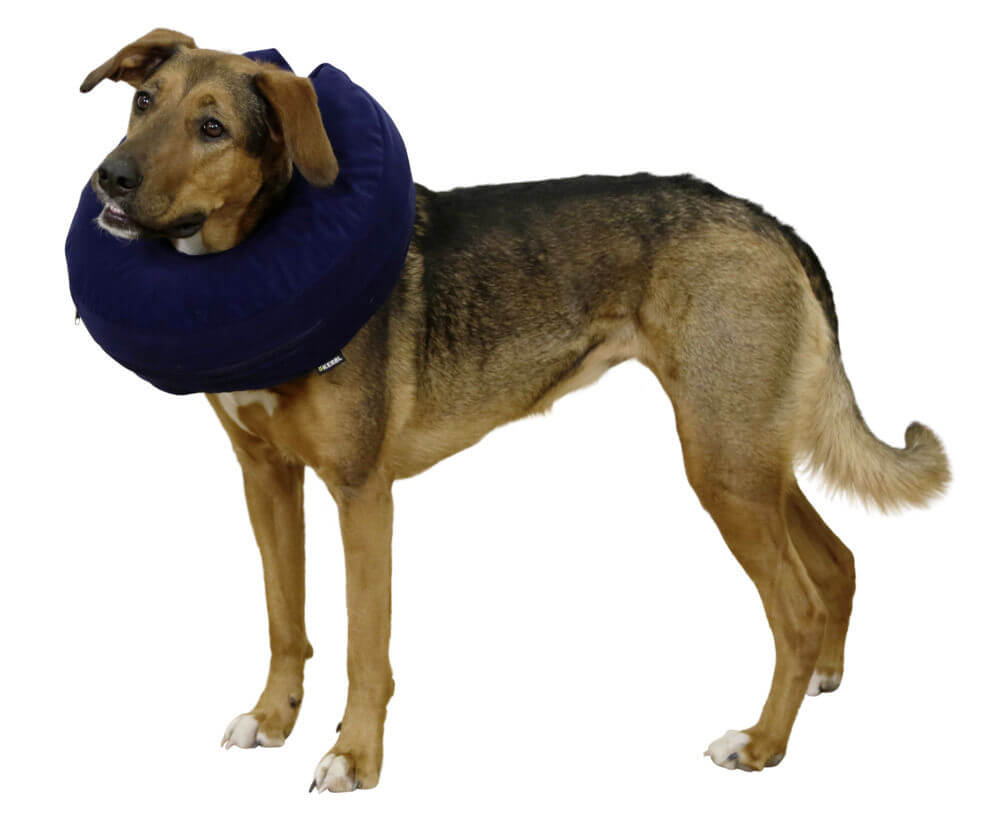 KERBL Hundehalskrause aufblasbar Hundeschutzkragen, blau, Hund trägt das Produkt.