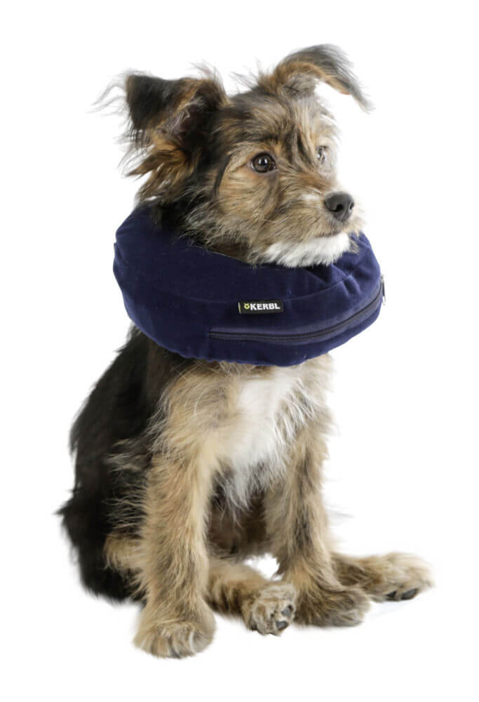 KERBL Hundehalskrause aufblasbar Hundeschutzkragen, Blau, Hund trägt den Schutzkragen.
