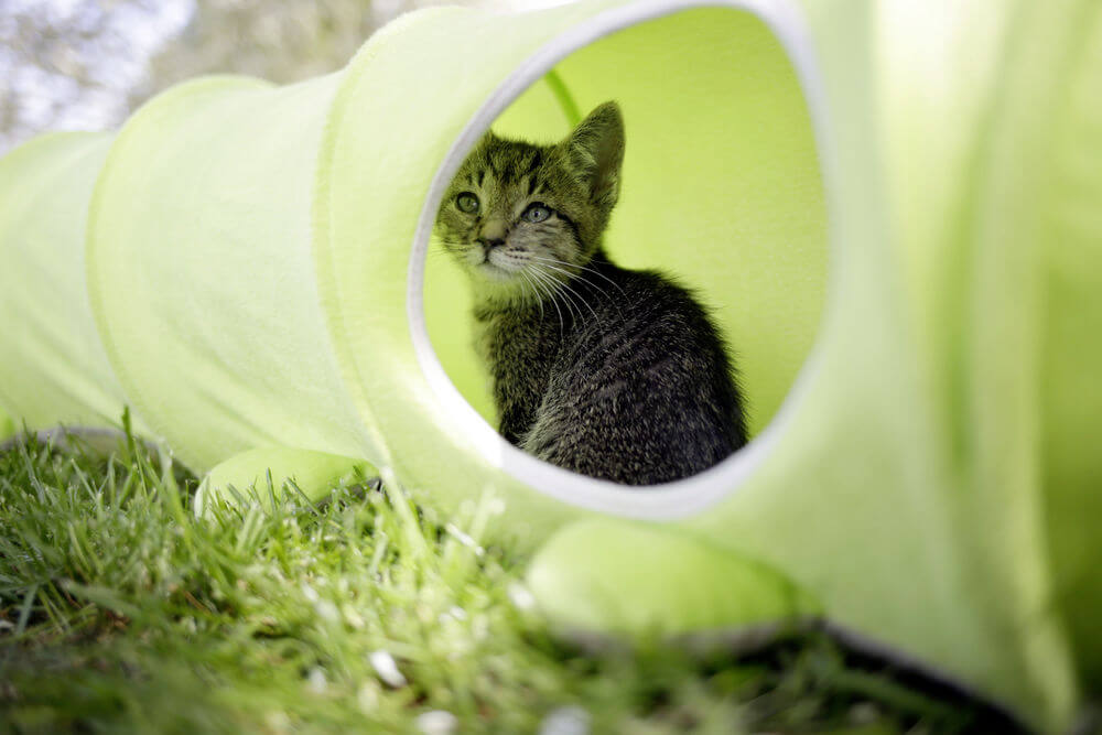 KERBL Katzentunnel Raupe, Grün, Katze sitzt im Tunnel.
