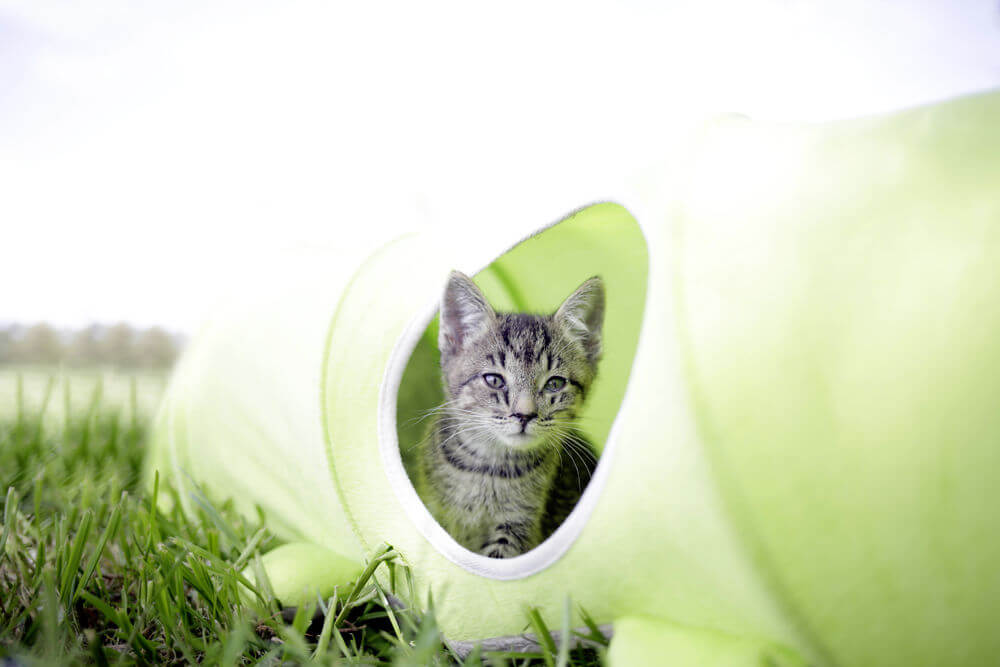 KERBL Katzentunnel Raupe, Grün, Katze schaut aus dem Tunnel auf der Wiese.