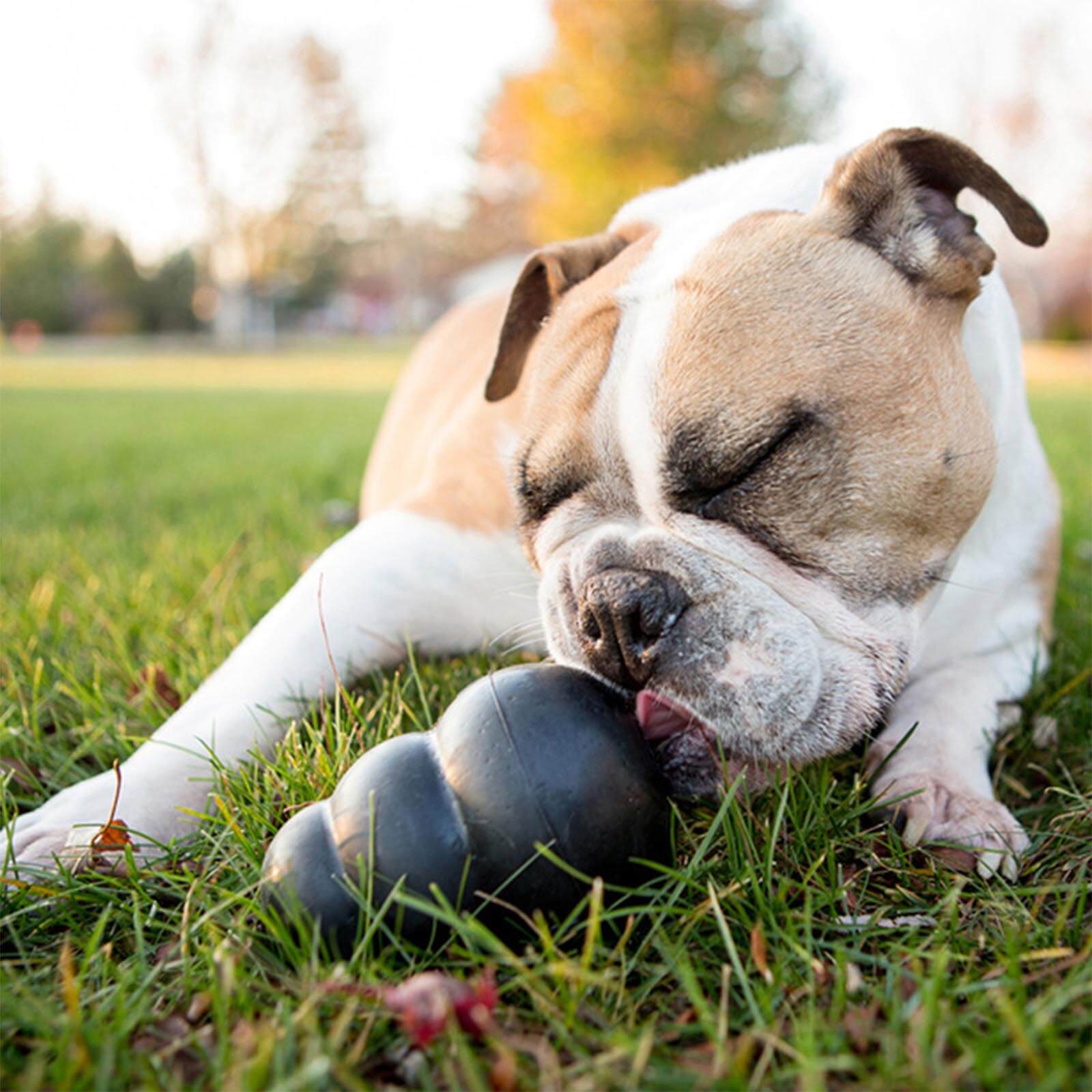 KONG Extreme Hundespielzeug
