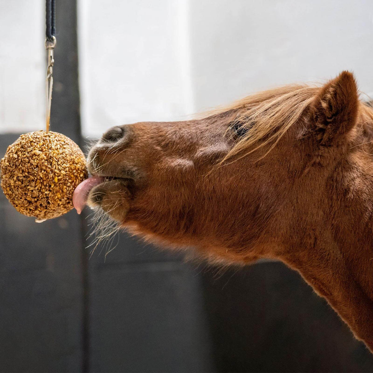 Likit Müslikugel Granola Stall-Ball, braun, Pferd leckt an der aufgehängten Kugel im Stall.