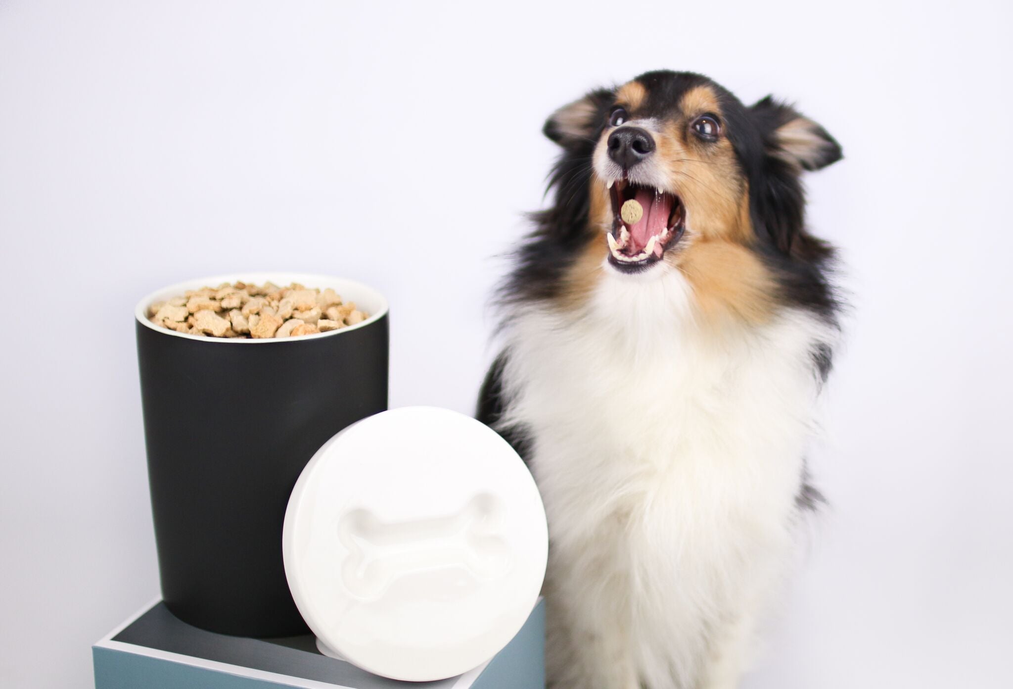 Aufbewahrungsdose Treat Jar für Hundeleckerlis