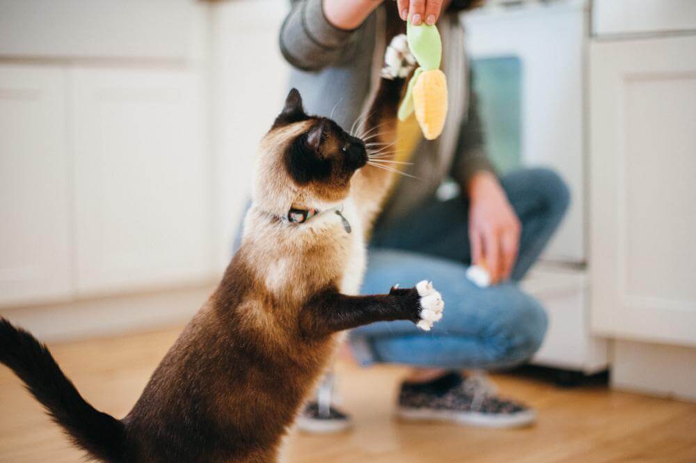 Katzenspielzeug Food