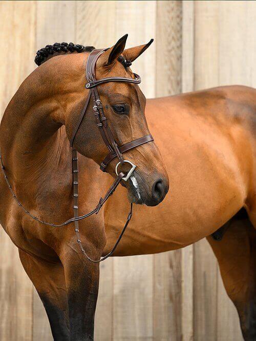Trense Wellington Zaumzeug Trensenzaum