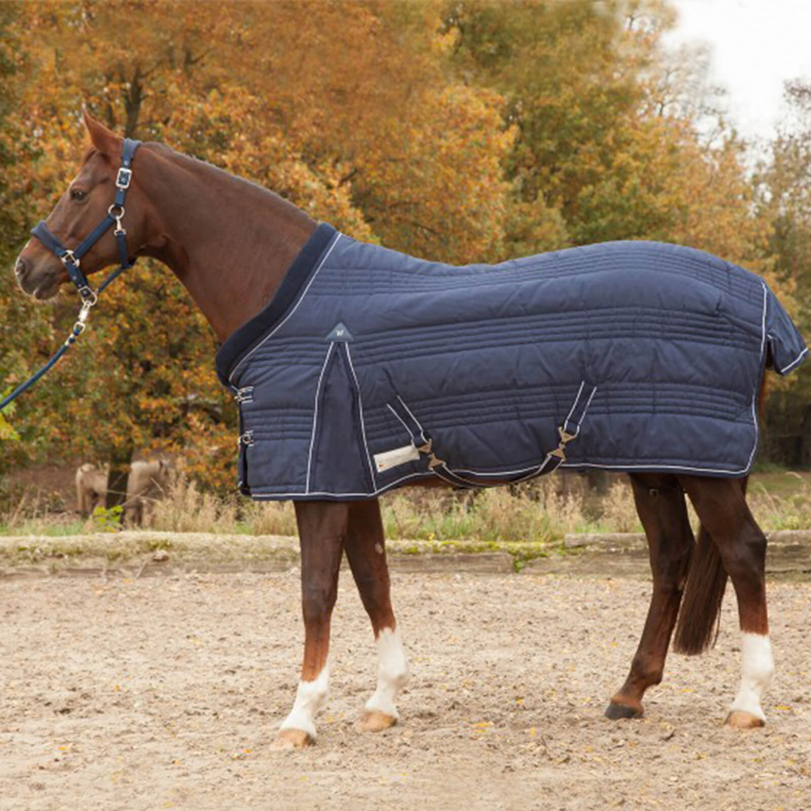 Stalldecke 300g Comfort Decke