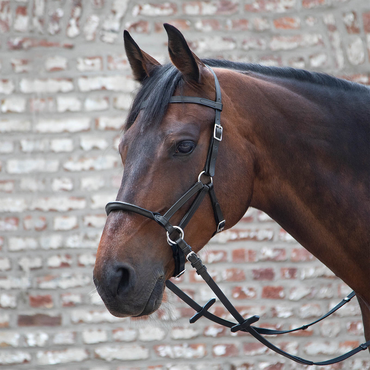 Waldhausen Trensenzaum LTJ Lindel Gebisslos, schwarz, Pferd mit gebissloser Zäumung vor Backsteinwand.