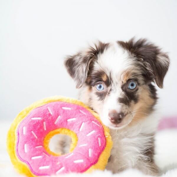 Hundespielzeug Donutz