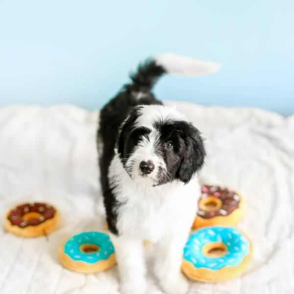 Hundespielzeug Mini Donutz